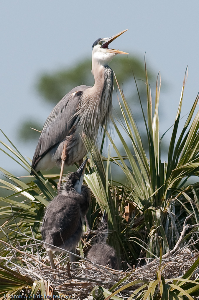 What is Mom Squaking About?   Viera Wetlands, Florida 