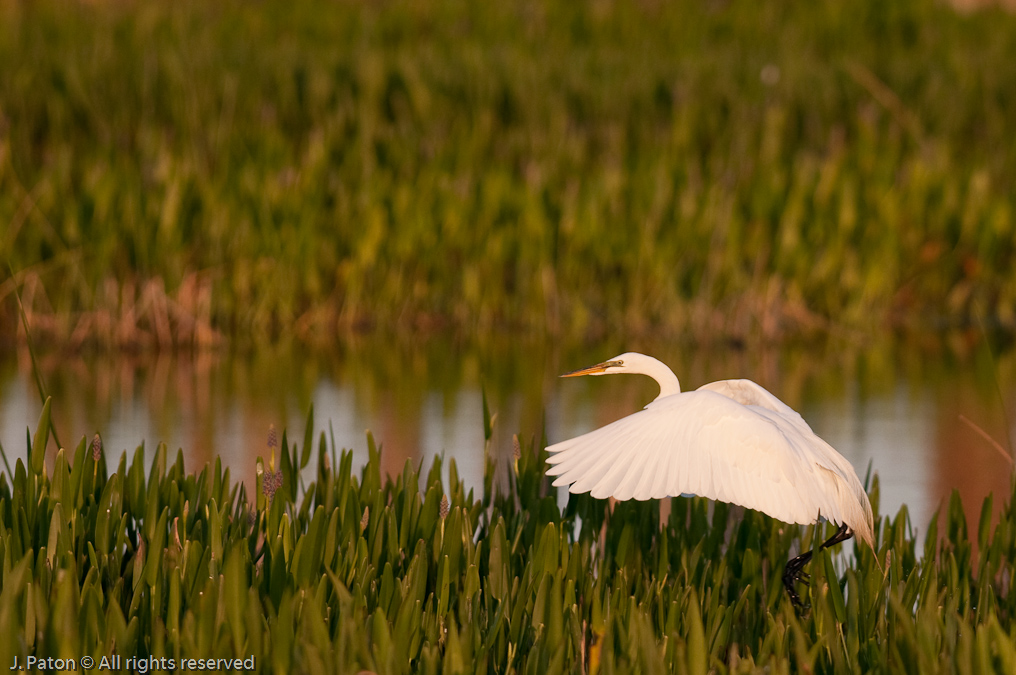 Great Egret Landing   Viera Wetlands, Florida 