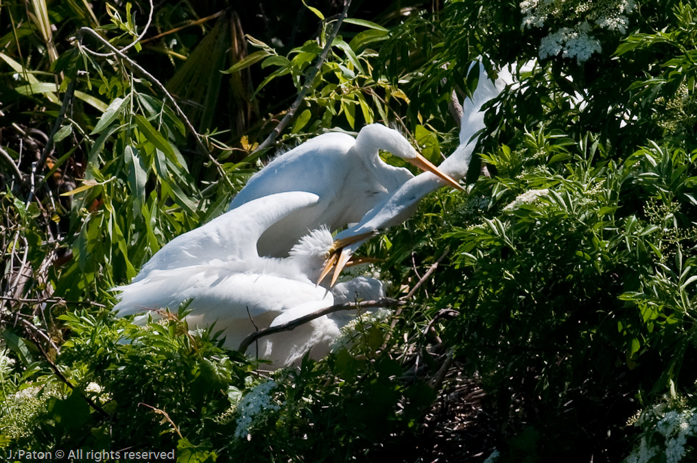 Great Egrets   Gatorland, Kissimmee, Florida 