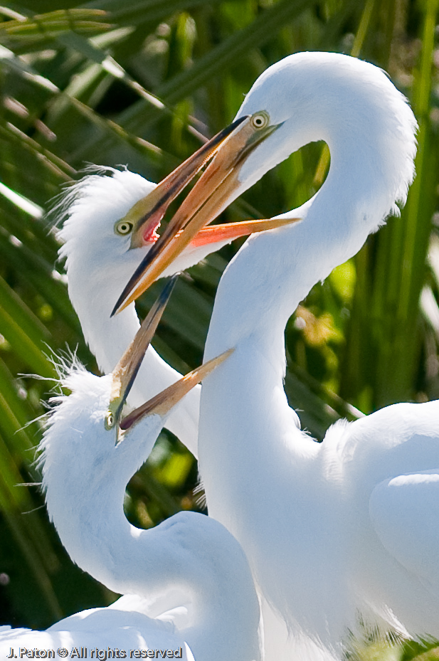 Eager Great Egret Chicks   Gatorland, Kissimmee, Florida 