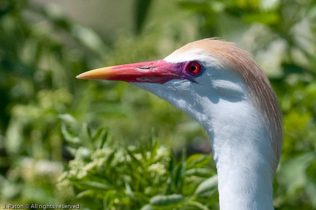 Cattle Egret   Gatorland, Kissimmee, Florida 