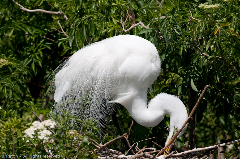 Great Egret   Gatorland, Kissimmee, Florida 