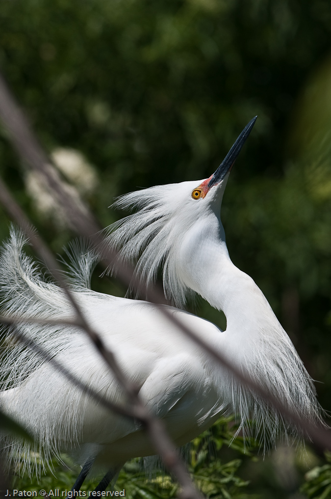 Snow Egret Posing   Gatorland, Kissimmee, Florida 