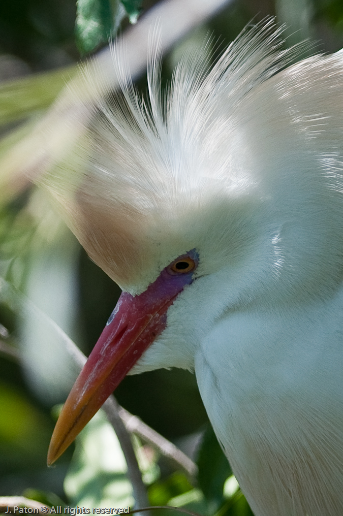 Cattle Egret Closeup   Gatorland, Kissimmee, Florida 