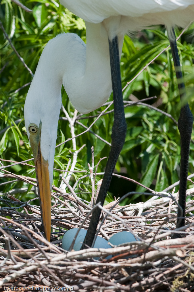 Great Egret Tending Eggs   Gatorland, Kissimmee, Florida 