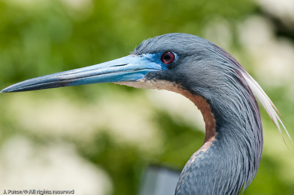 Tricolored Heron Closeup   Gatorland, Kissimmee, Florida 