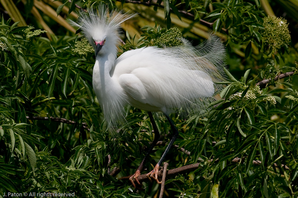 Snowy Egret   Gatorland, Kissimmee, Florida 