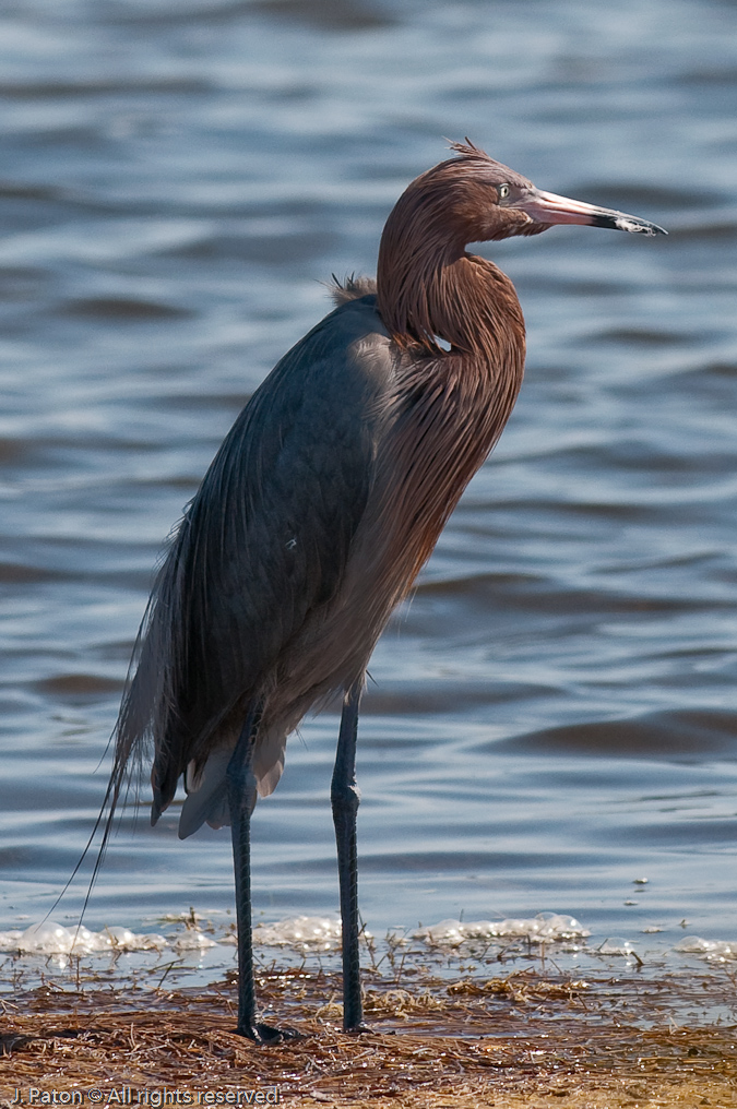 Reddish Egret Posing   Biolab Road, Merritt Island National Wildlife Refuge, Florida 