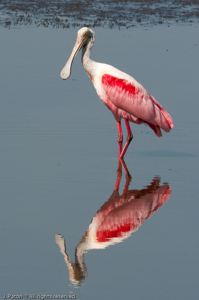 Roseate Spoonbill Reflection   Biolab Road, Merritt Island National Wildlife Refuge, Florida 