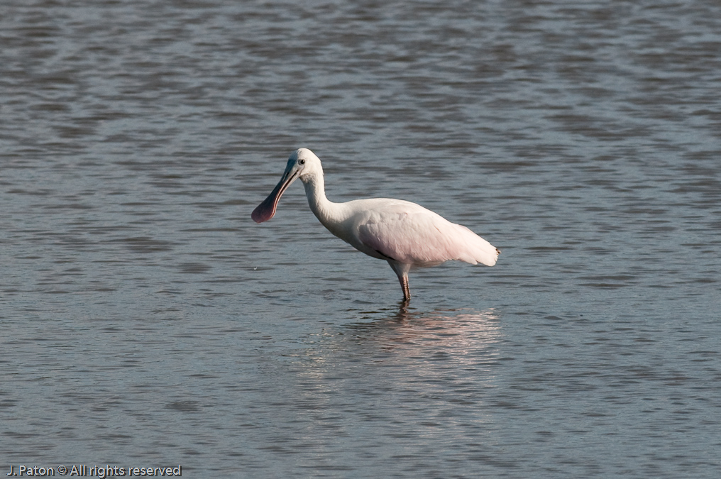 Young Roseate Spoonbill   Biolab Road, Merritt Island National Wildlife Refuge, Florida 