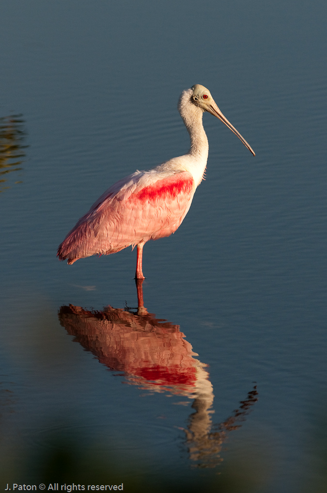 Roseate Spoonbill at Sunset   Biolab Road, Merritt Island National Wildlife Refuge, Florida 