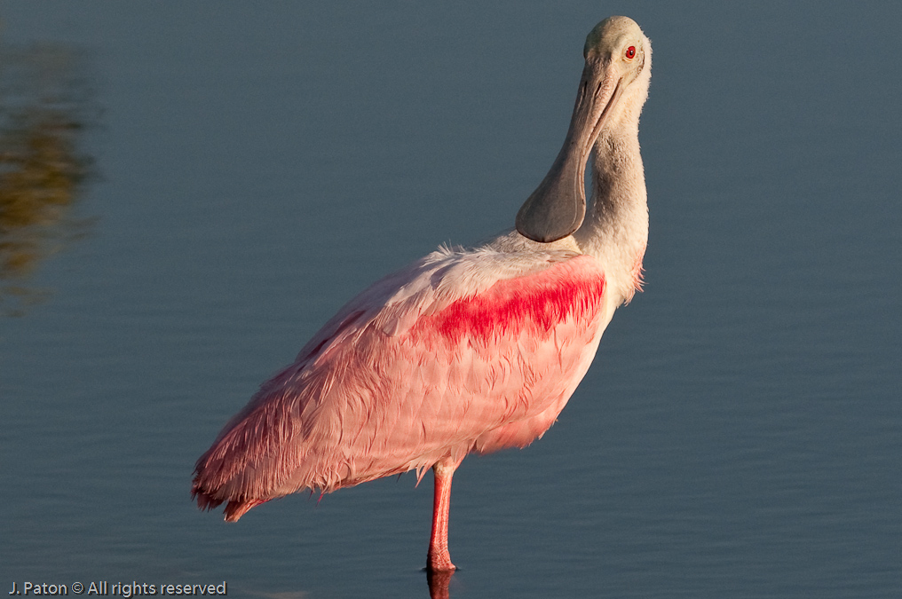 Roseate Spoonbill at Sunset   Biolab Road, Merritt Island National Wildlife Refuge, Florida 