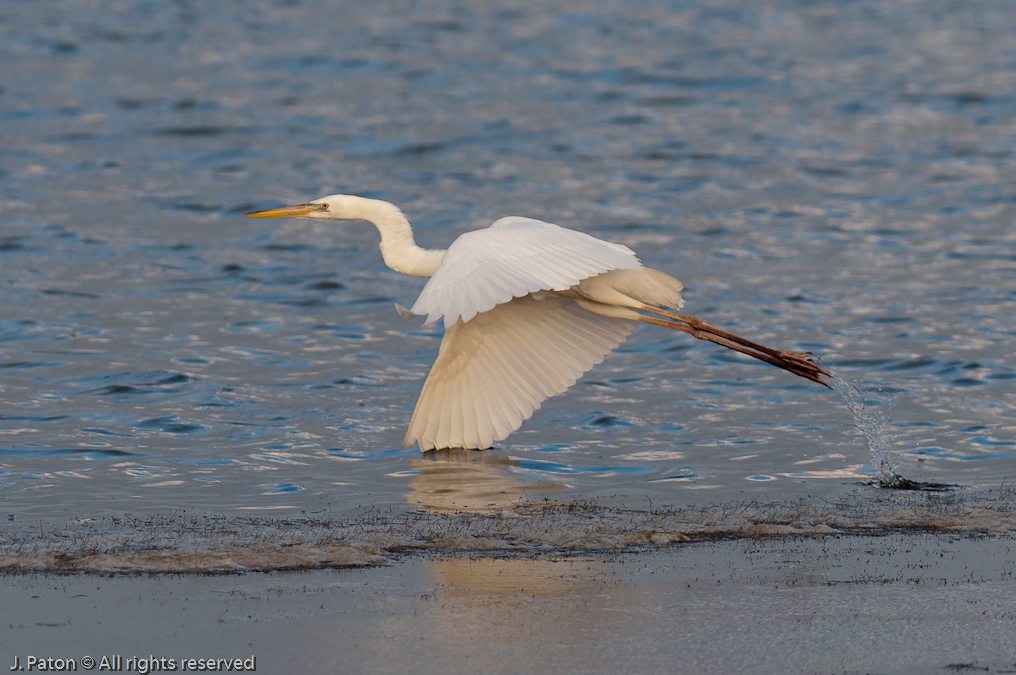 Possible White Morph Great Blue Heron   Biolab Road, Merritt Island National Wildlife Refuge, Florida 