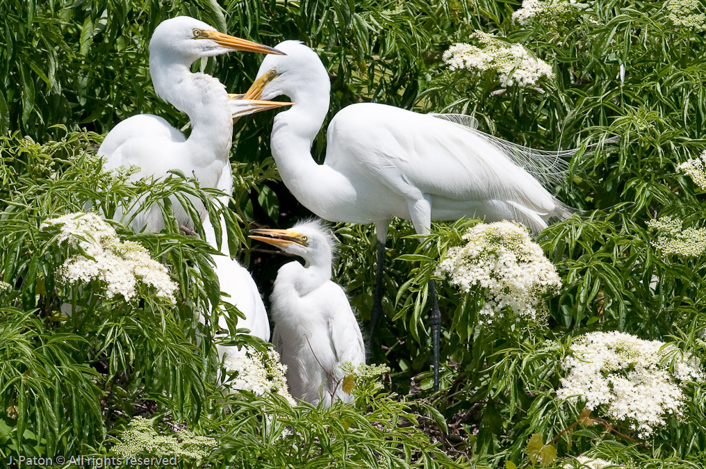 Great Egret Family Dining   Gatorland, Kissimmee, Florida 