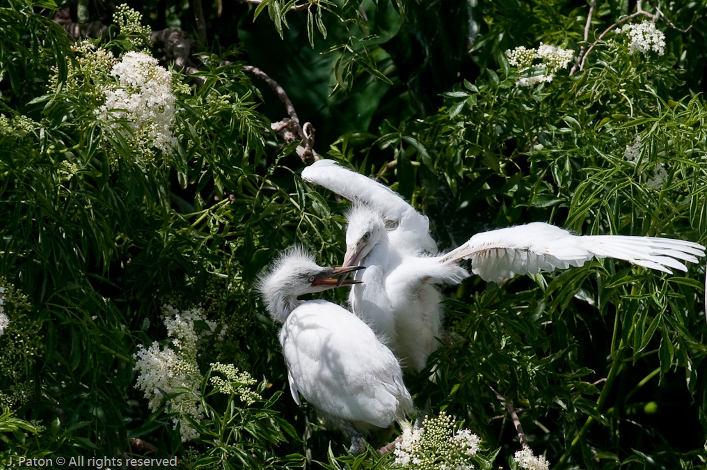 Great Egret Chicks   Gatorland, Kissimmee, Florida 