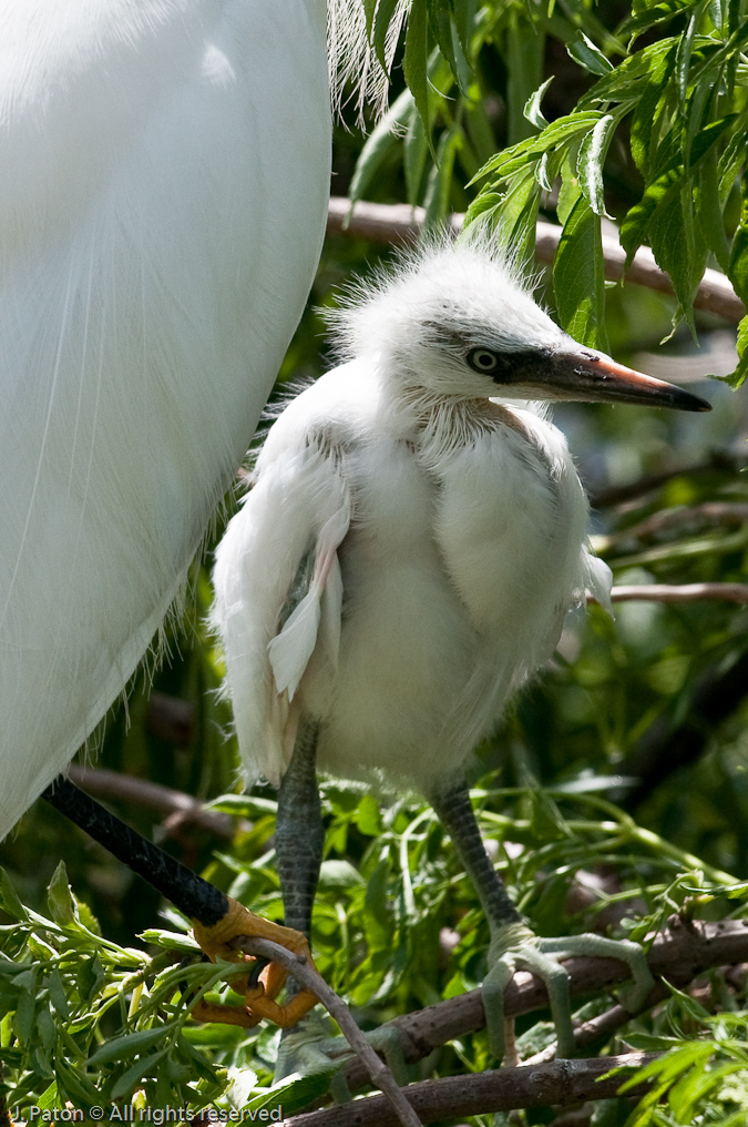 First Snowy Egret Chick   Gatorland, Kissimmee, Florida 