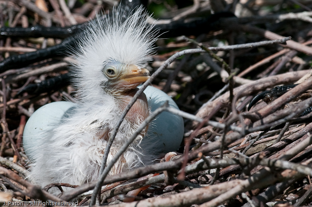 A Hard FIrst Day   Gatorland, Kissimmee, Florida  Great Egret Chick