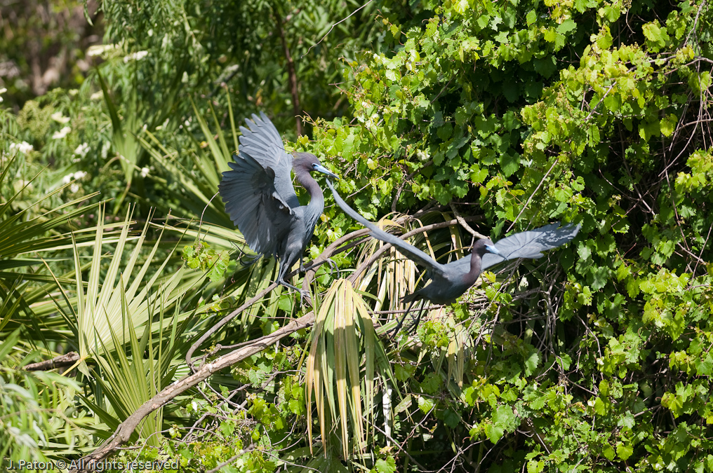 Territorial Little Blue Heron   Gatorland, Kissimmee, Florida 