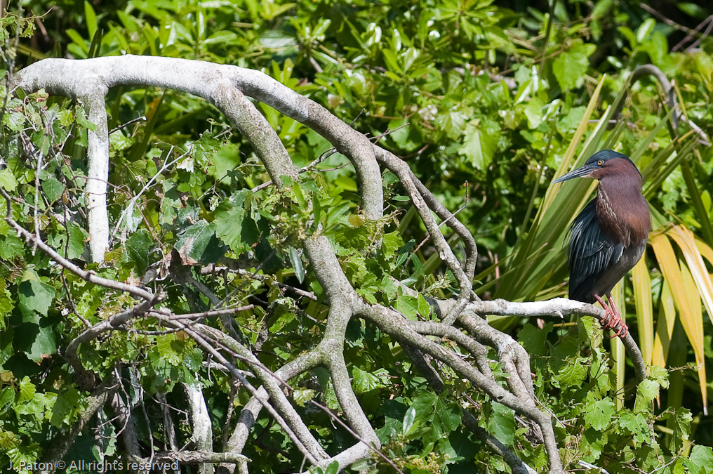 Perched Green Heron   Gatorland, Kissimmee, Florida 