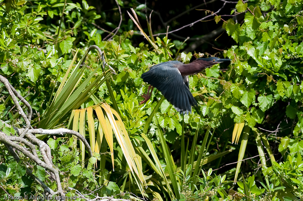 Green Heron Takeoff   Gatorland, Kissimmee, Florida 