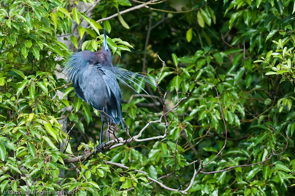 Little Blue Heron   Gatorland, Kissimmee, Florida 