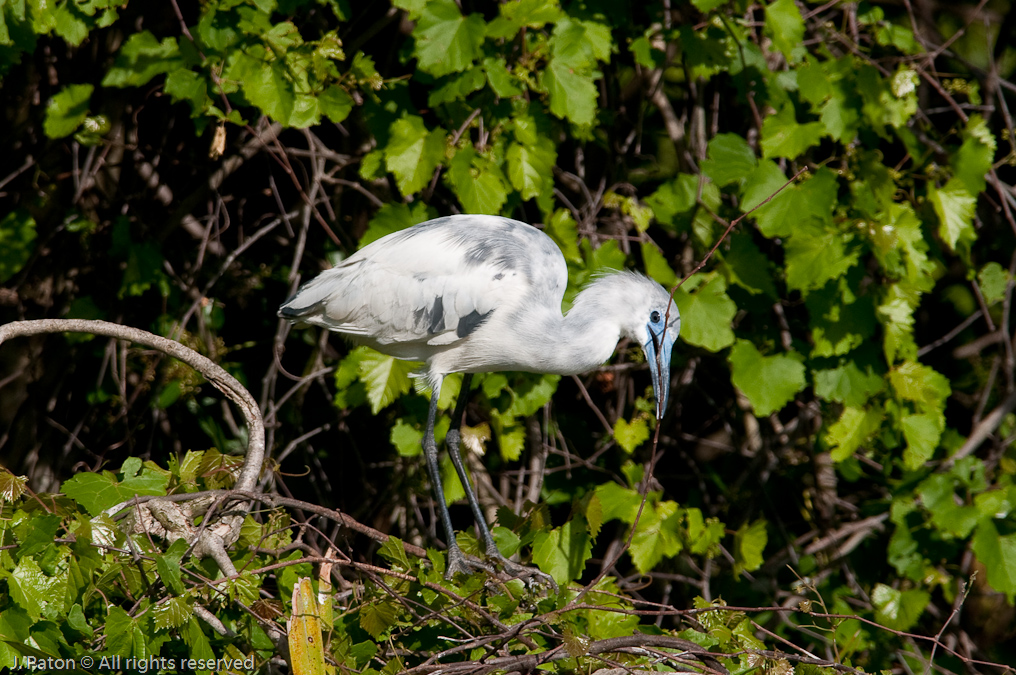 Immature Little Blue Heron   Gatorland, Kissimmee, Florida 