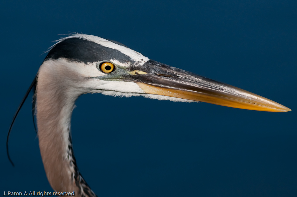 Great Blue Heron Extreme Closeup   Gatorland, Kissimmee, Florida 