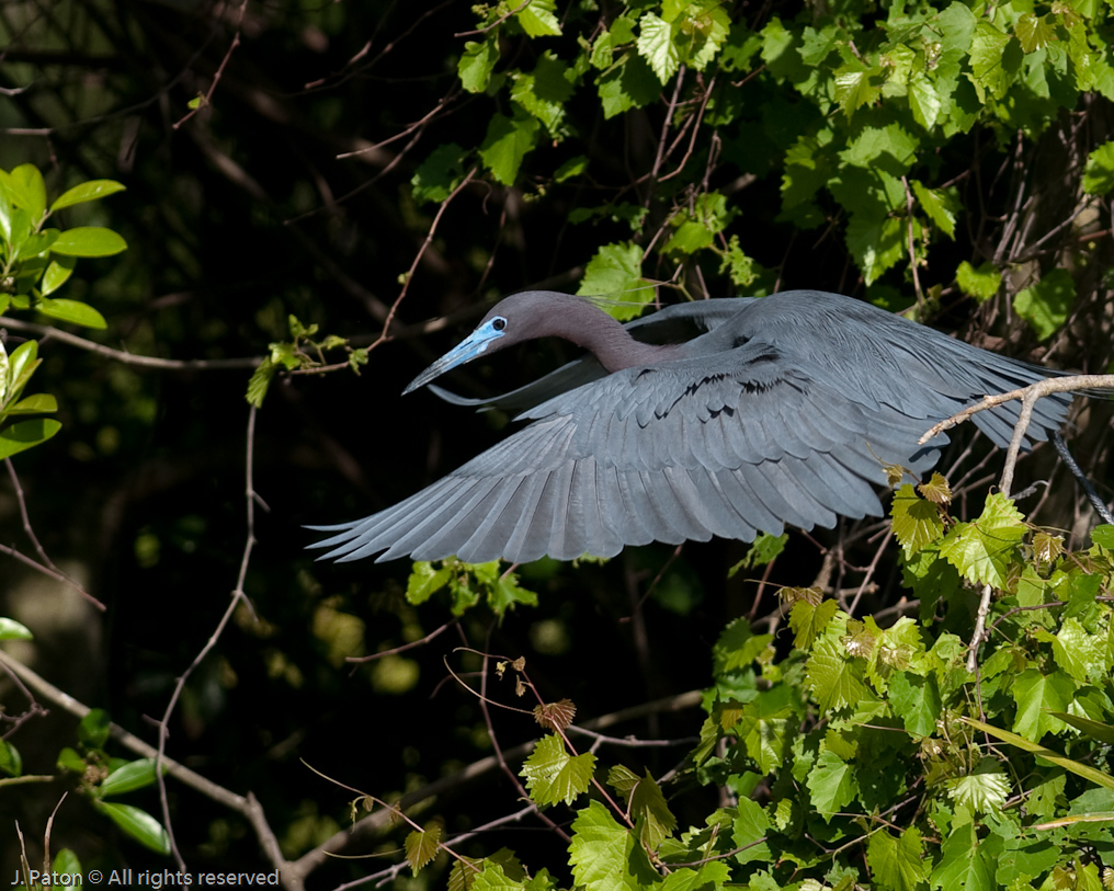 Little Blue Heron Takeoff   Gatorland, Kissimmee, Florida 