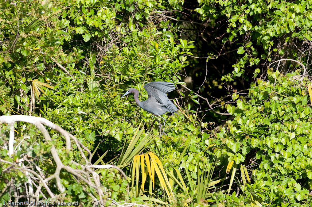    Gatorland, Kissimmee, Florida 