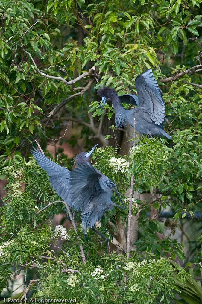 Little Blue Heron Dispute   Gatorland, Kissimmee, Florida 