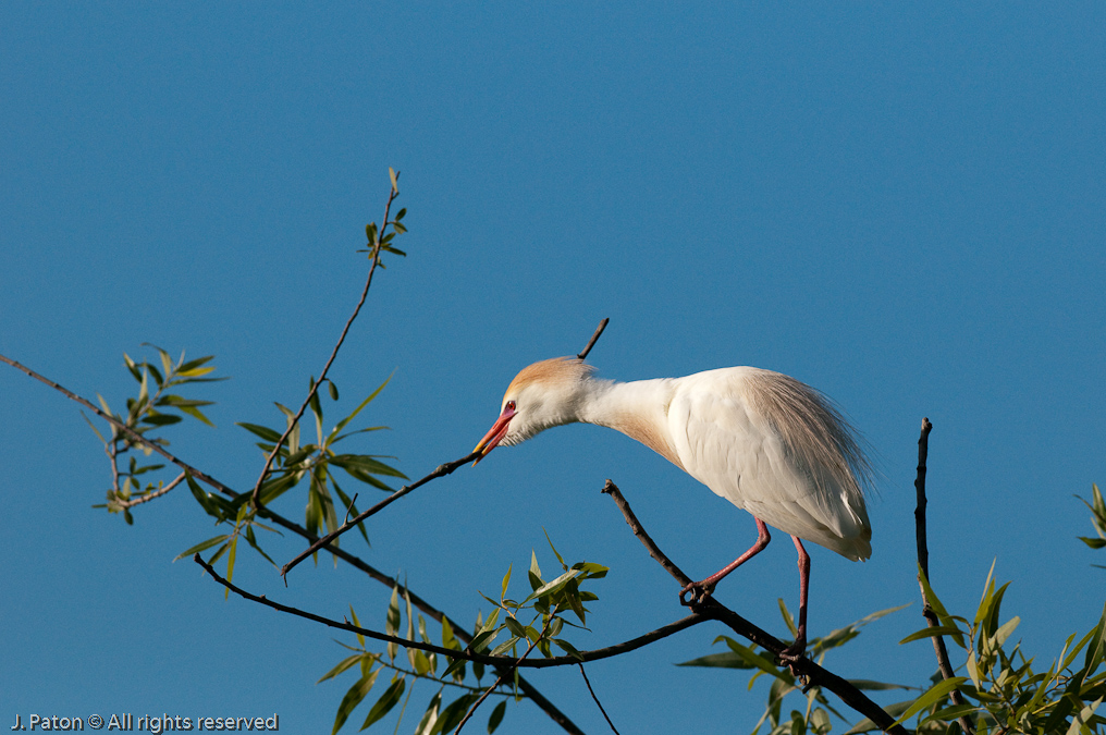 Cattle Egret and Twig   Gatorland, Kissimmee, Florida 