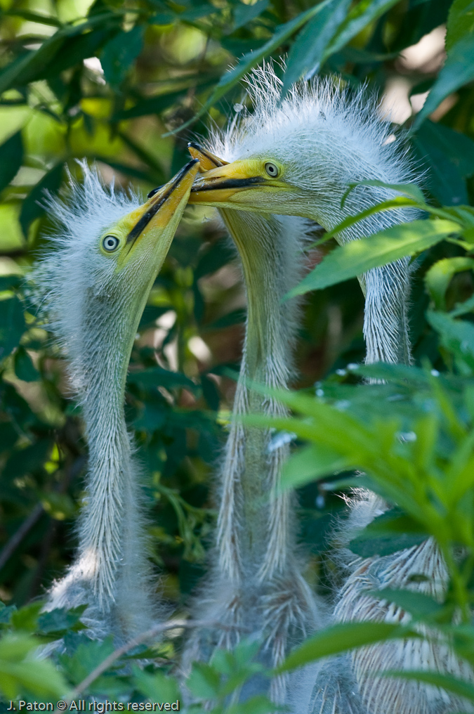 Great Egret Chicks   Gatorland, Kissimmee, Florida 