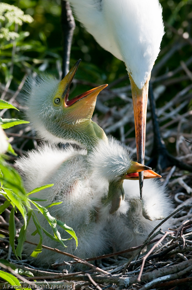 Hungry Great Egret Chicks   Gatorland, Kissimmee, Florida 