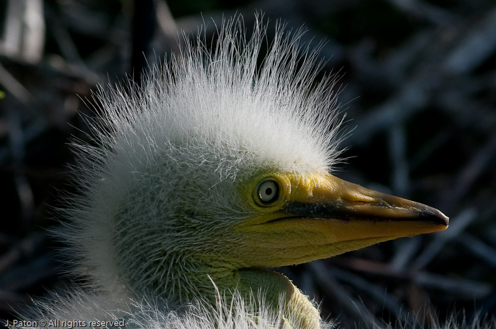 Gret Egret Chick Closeup   Gatorland, Kissimmee, Florida 