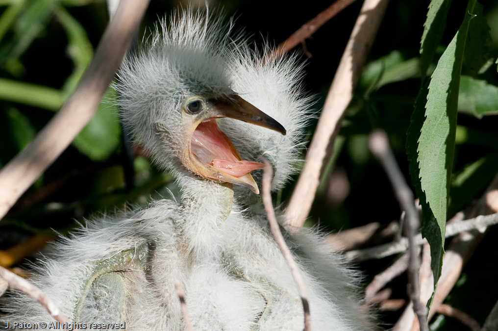 Snowy Egret Chick Closeup   Gatorland, Kissimmee, Florida 