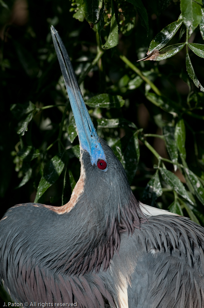 Tricolored Heron   Gatorland, Kissimmee, Florida 