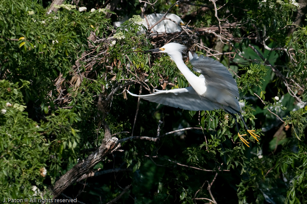 Snowy Egret Landing   Gatorland, Kissimmee, Florida 