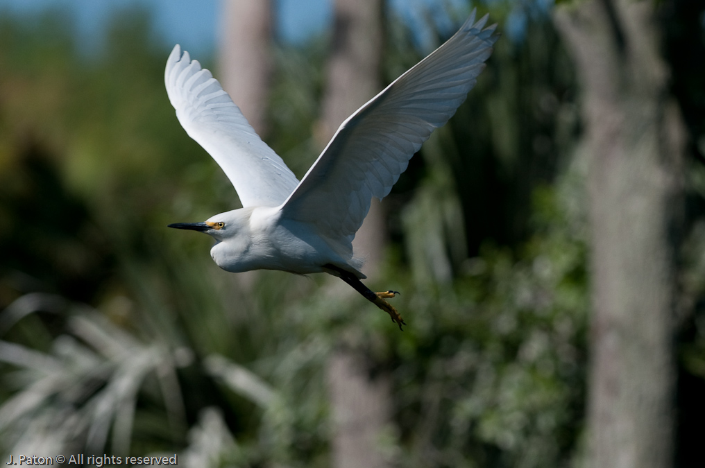 Snow Egret in Flight   Gatorland, Kissimmee, Florida 