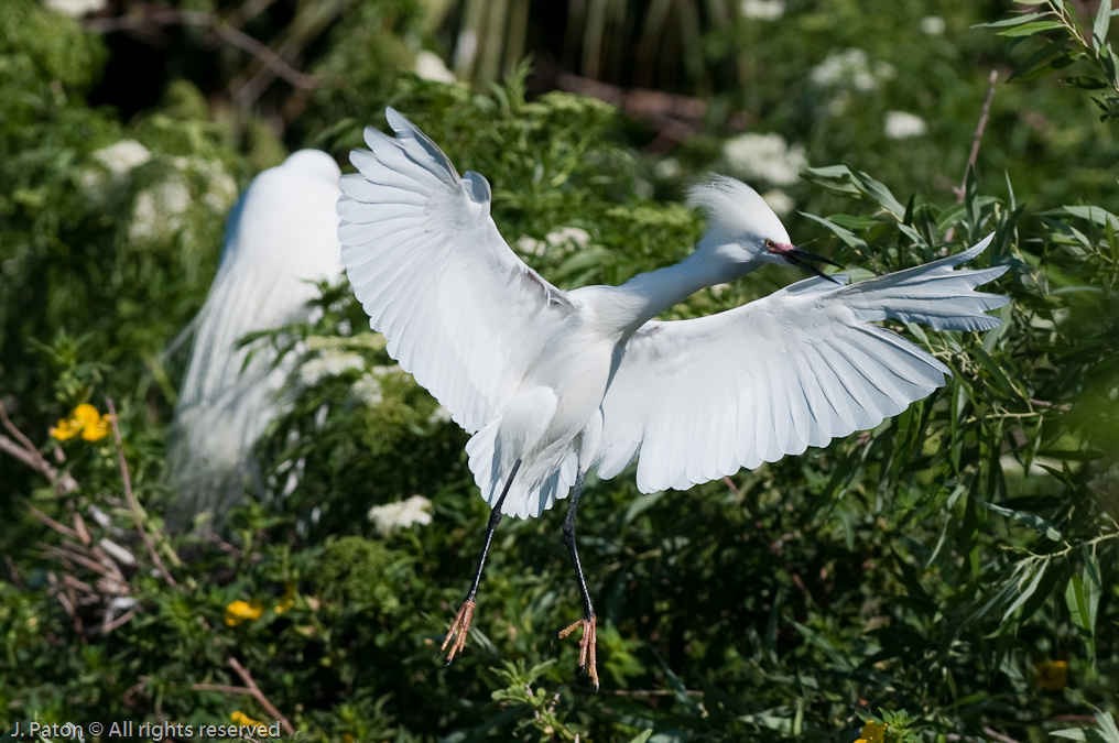 Snowy Egret   Gatorland, Kissimmee, Florida 