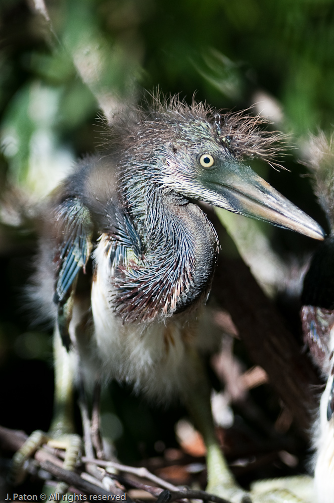 Tricolored Heron Chick   Gatorland, Kissimmee, Florida 