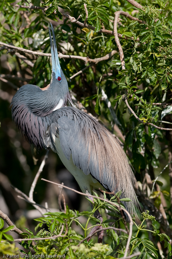 Tricolored Heron   Gatorland, Kissimmee, Florida 