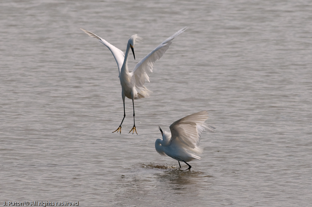 Snow Egrets   Viera Wetlands, Florida 