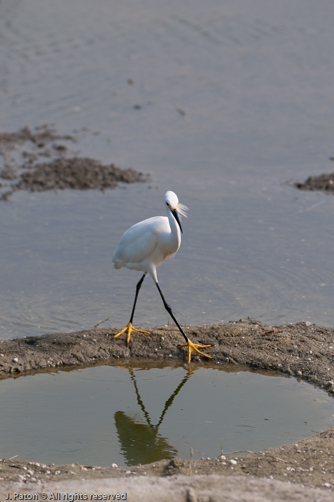 Snowy Egret   Viera Wetlands, Florida 