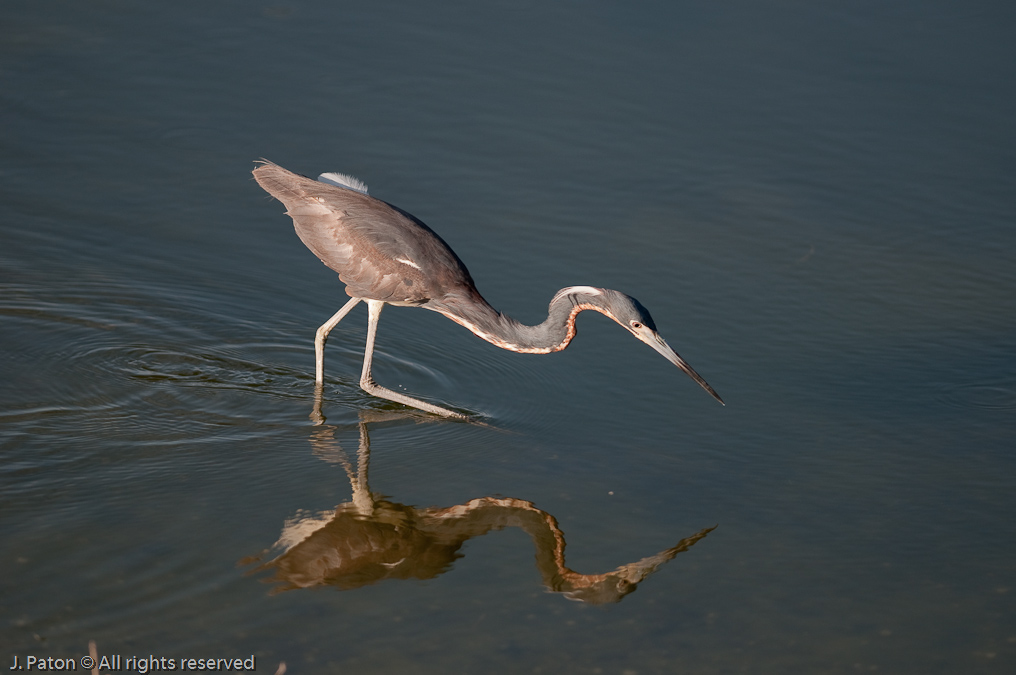 Tricolored Heron Reflection   Viera Wetlands, Florida 