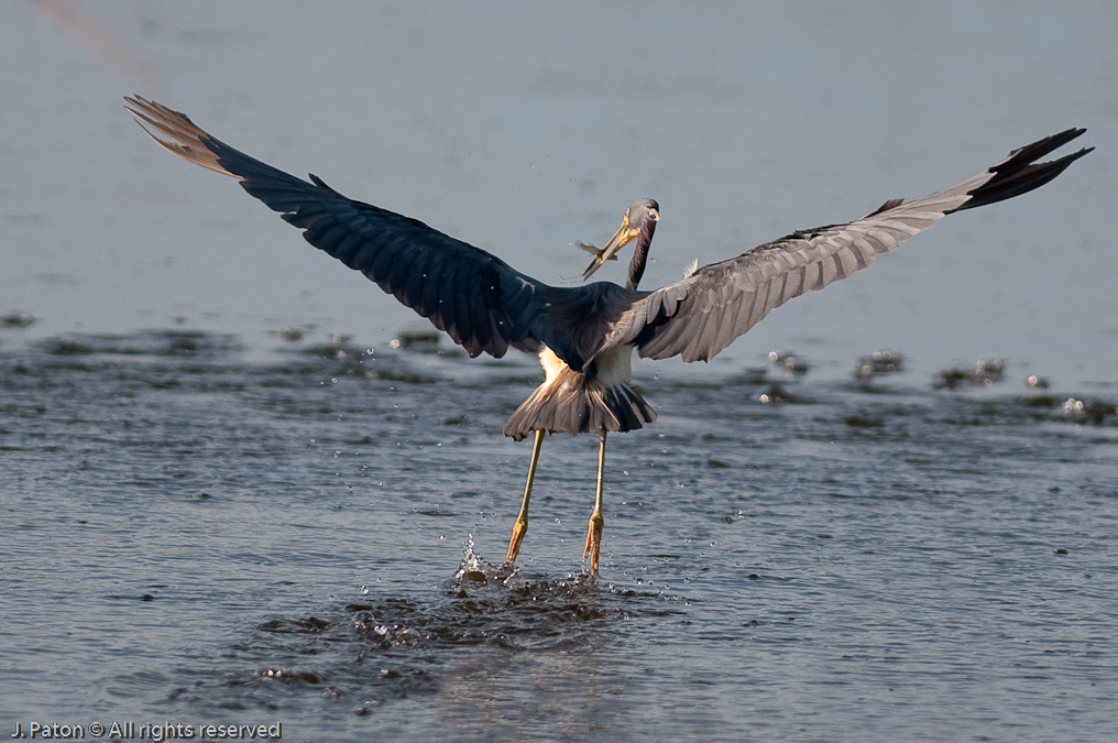 Tricolored Heron with Catch   Viera Wetlands, Florida 