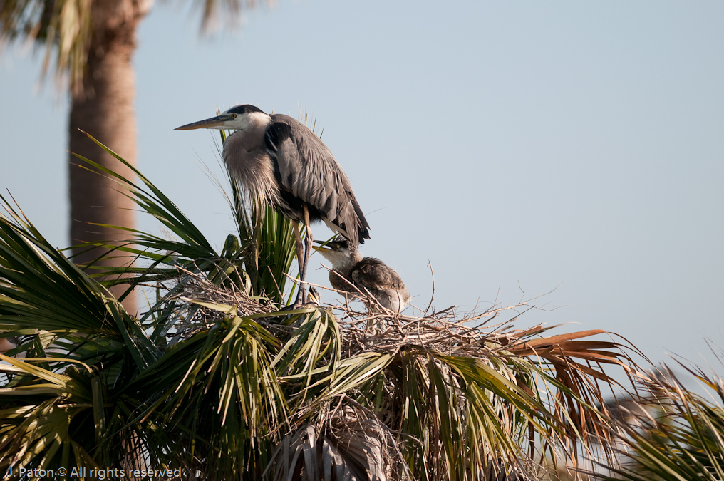 Yet Another Great Blue Heron Nest   Viera Wetlands, Florida 