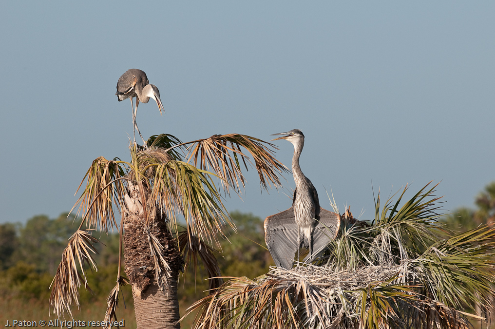 What Are You Sqawking About?   Viera Wetlands, Florida 