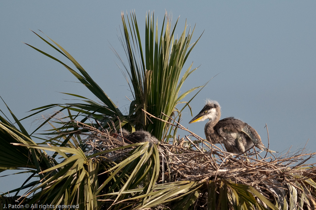 Yet Another Great Blue Heron Chick   Viera Wetlands, Florida 