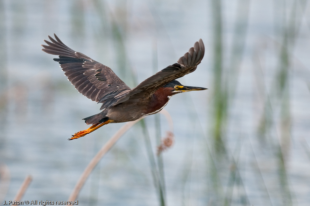 Green Heron   Viera Wetlands, Florida 