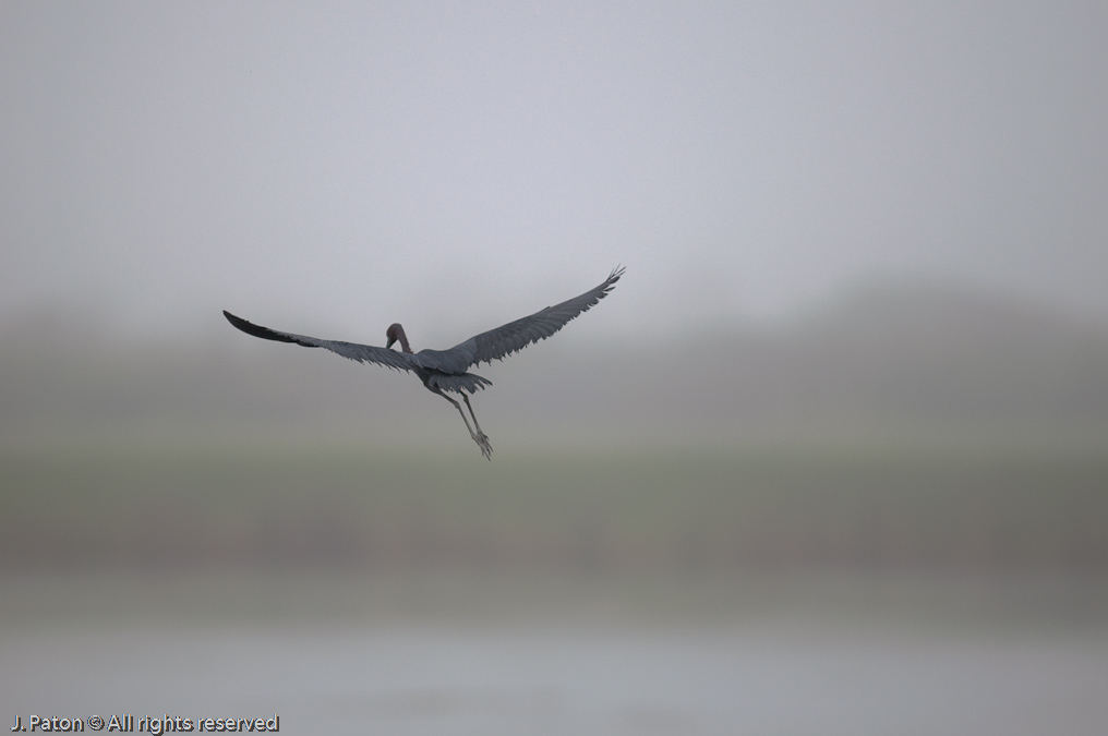 Little Blue Heron and Foggy Day   Viera Wetlands, Florida 